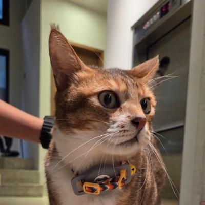 cat20150116