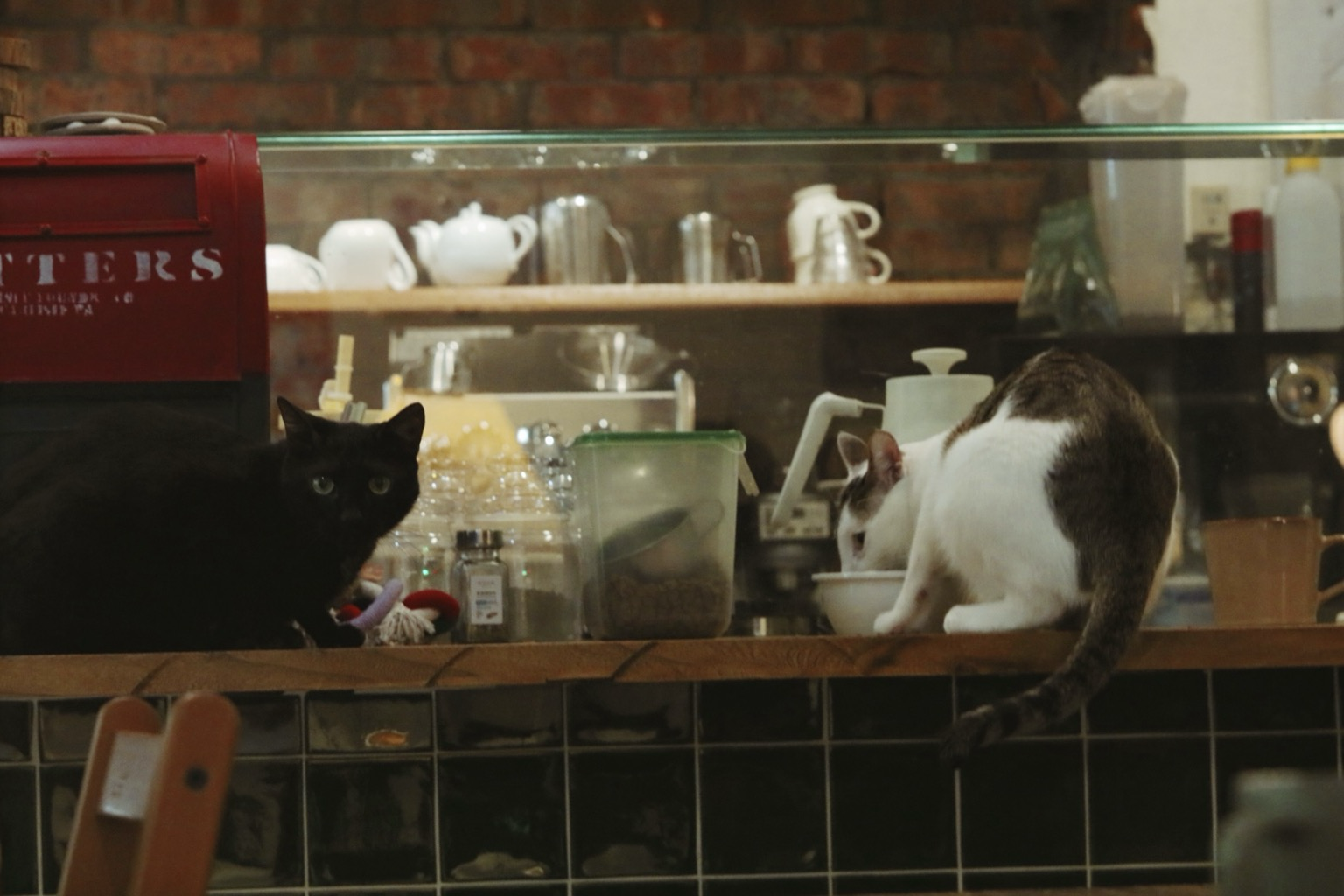兩隻貓坐在吧台上