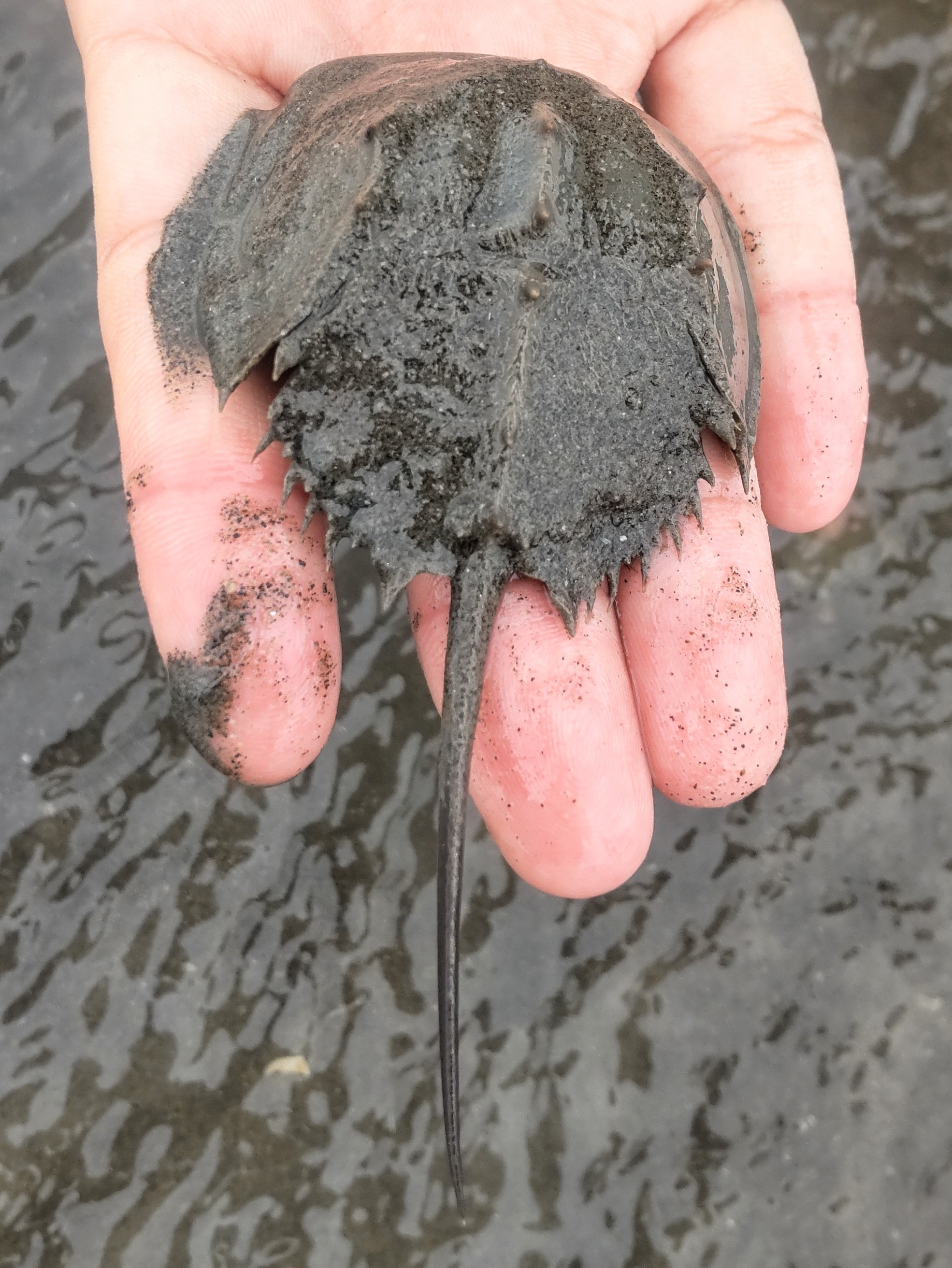 三棘鱟,又名中華鱟。近年來因為海岸線的利用,臺灣島的鱟族群急劇萎縮,要看鱟必須到金門才有大型族群。2022 年海洋保育署開始進行全國三棘鱟資源的調查,發現臺灣島上還有穩定的鱟族群。