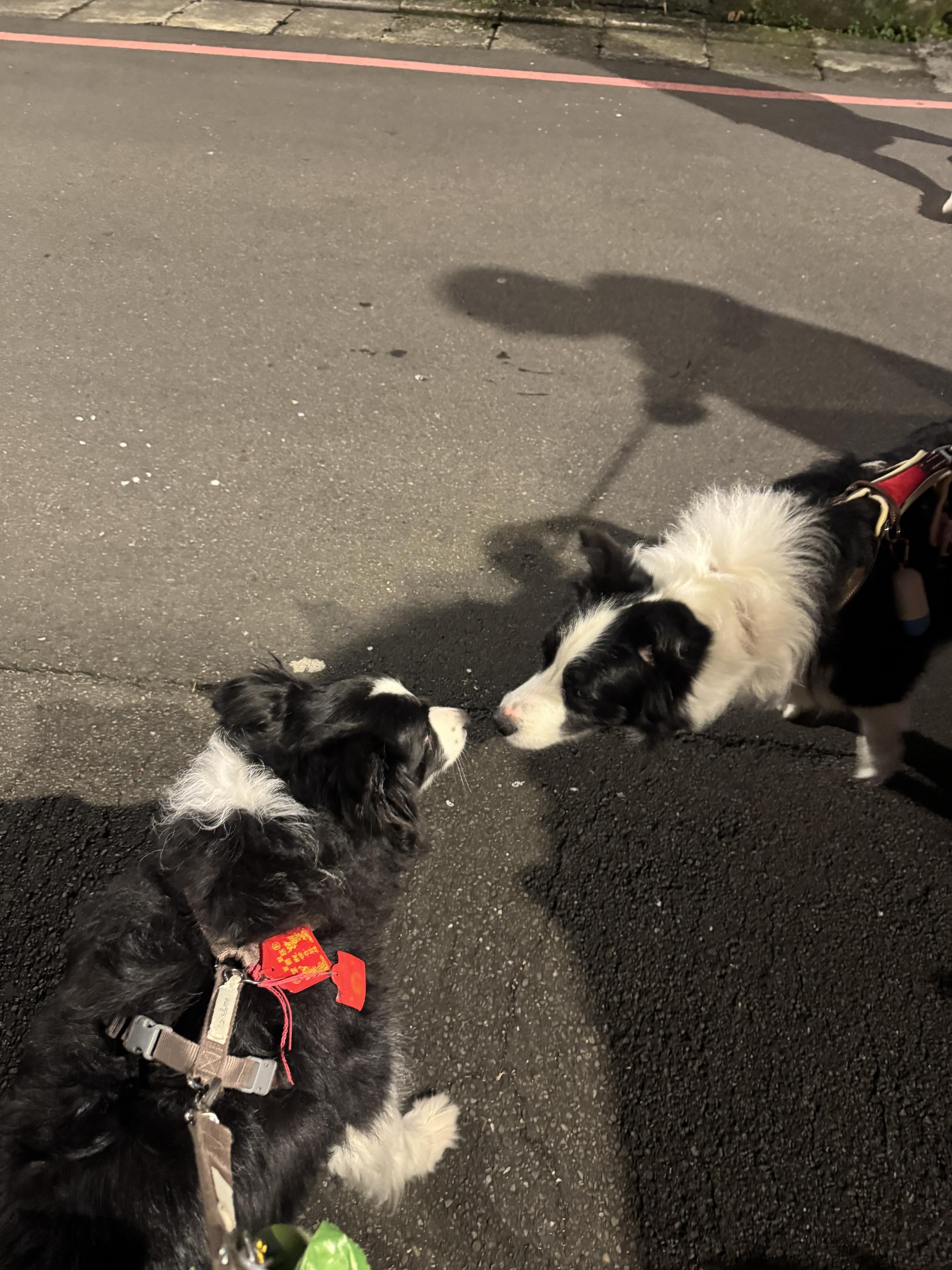 兩隻很像的邊境牧羊犬在好奇地看著彼此