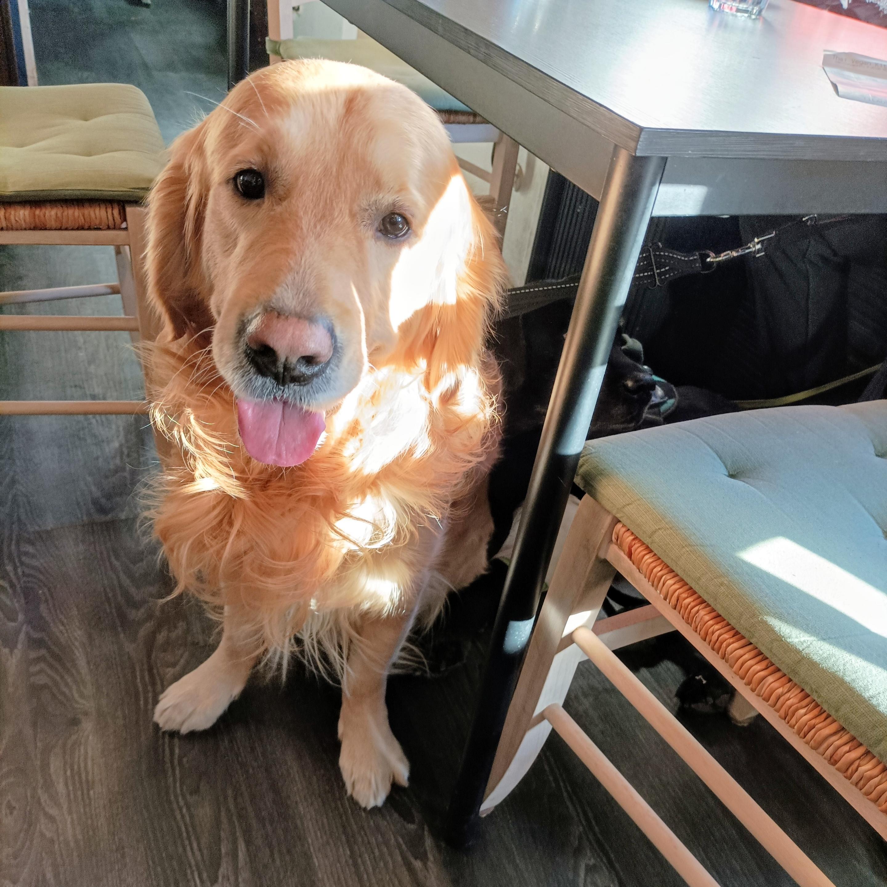 小狗坐在餐廳的餐桌旁