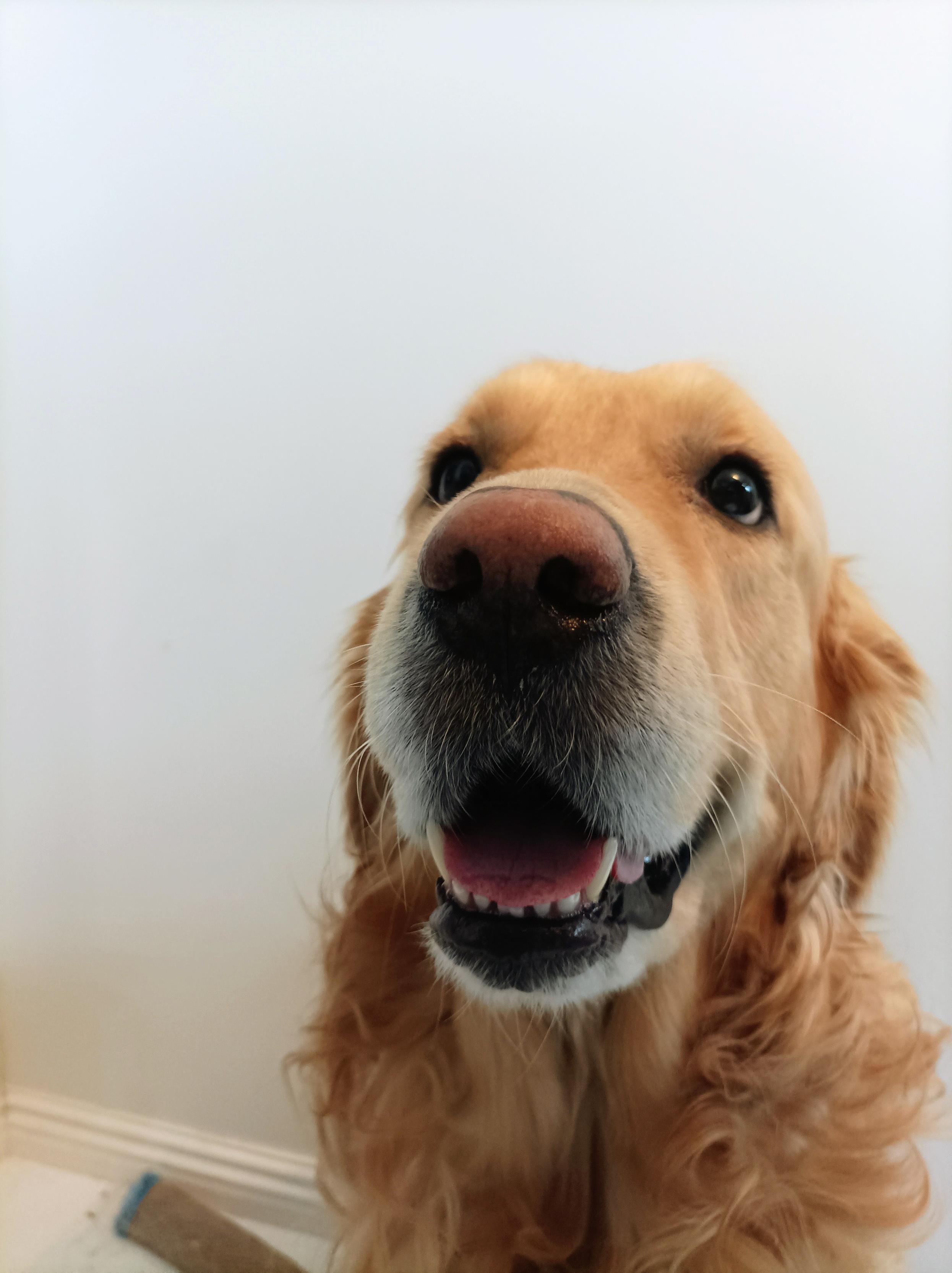 小狗在朝人類微笑