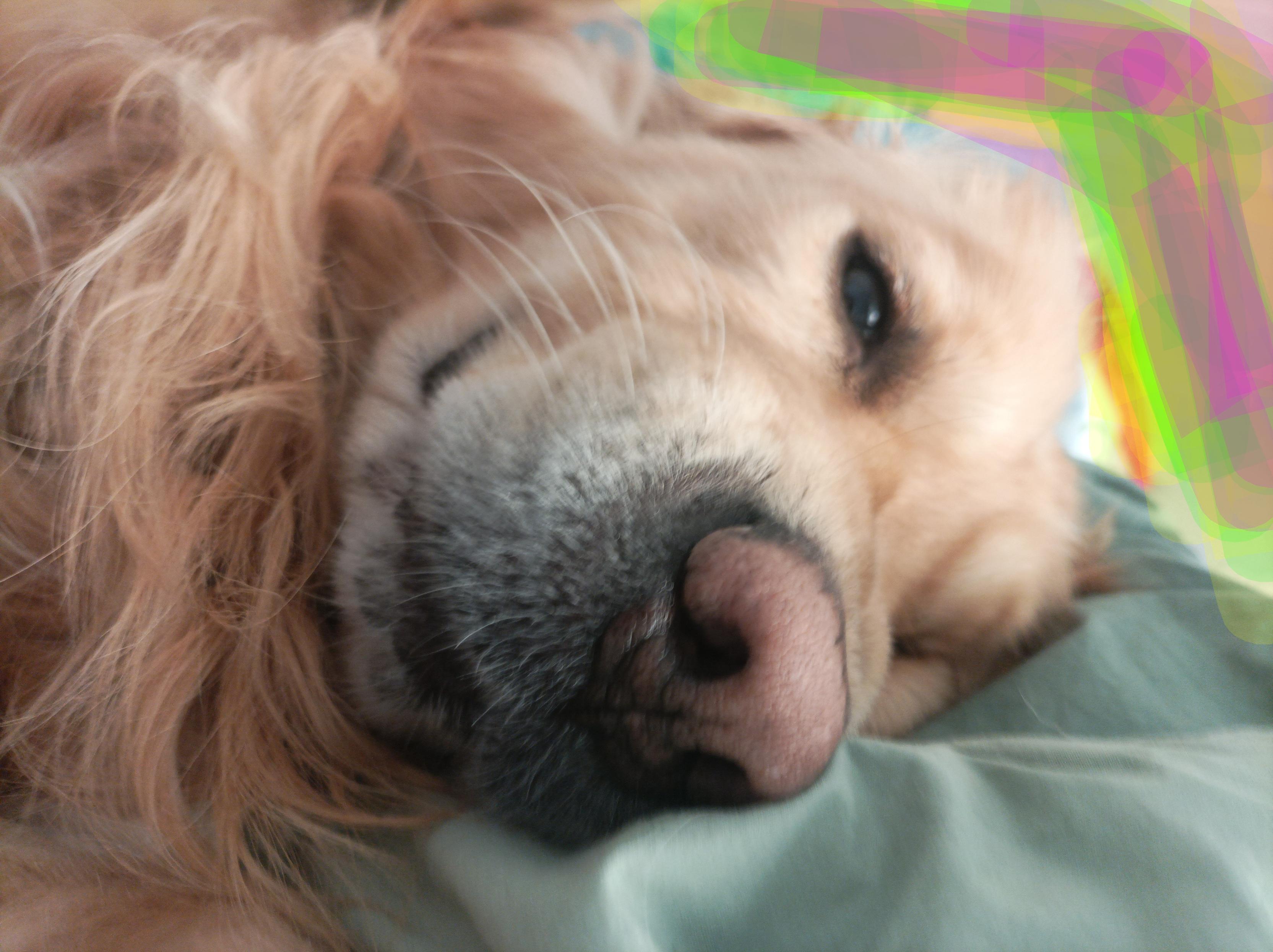 小狗睡在床邊wink