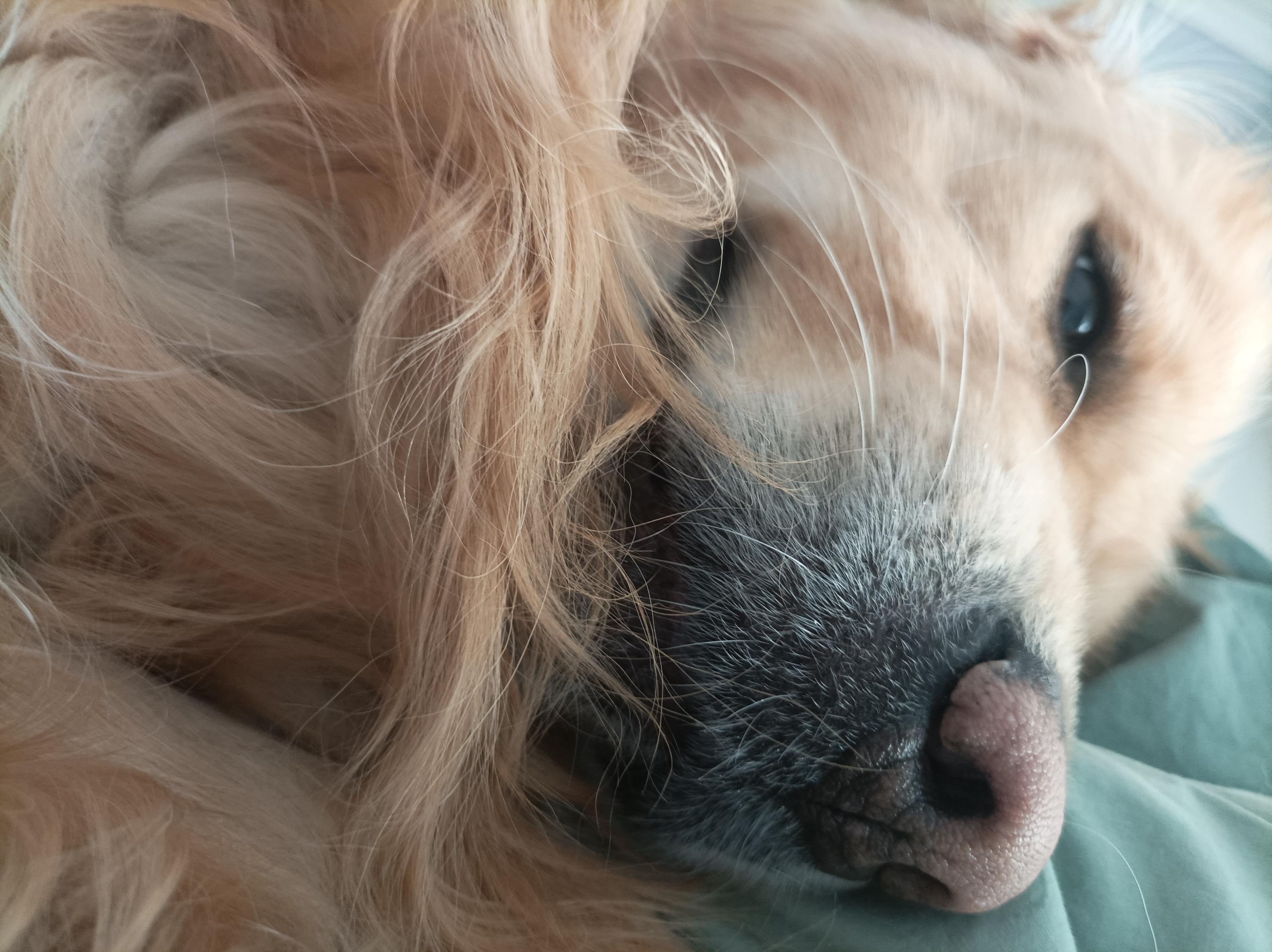 小狗睡在床邊微笑