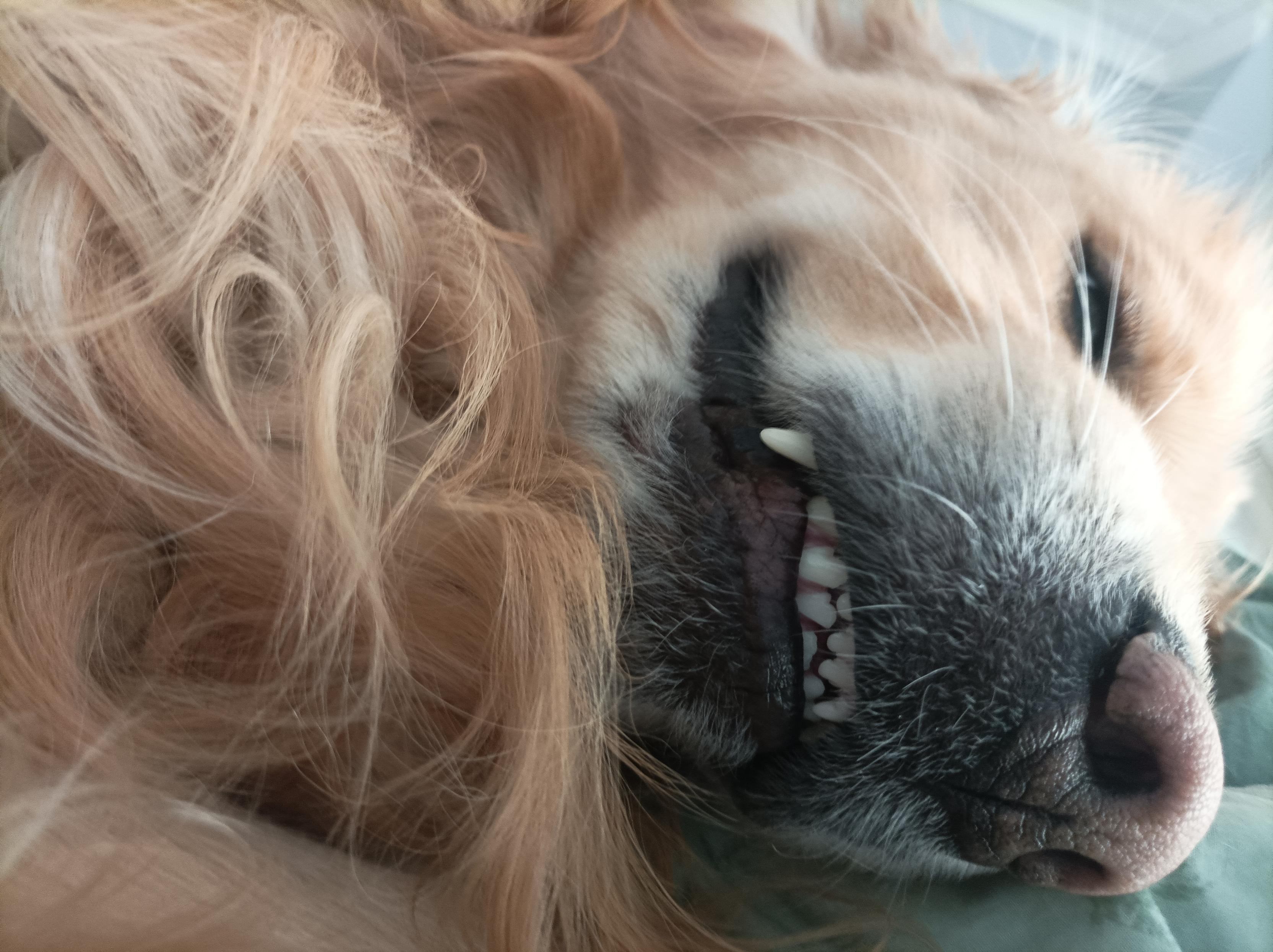 小狗睡在床邊呲牙咧嘴