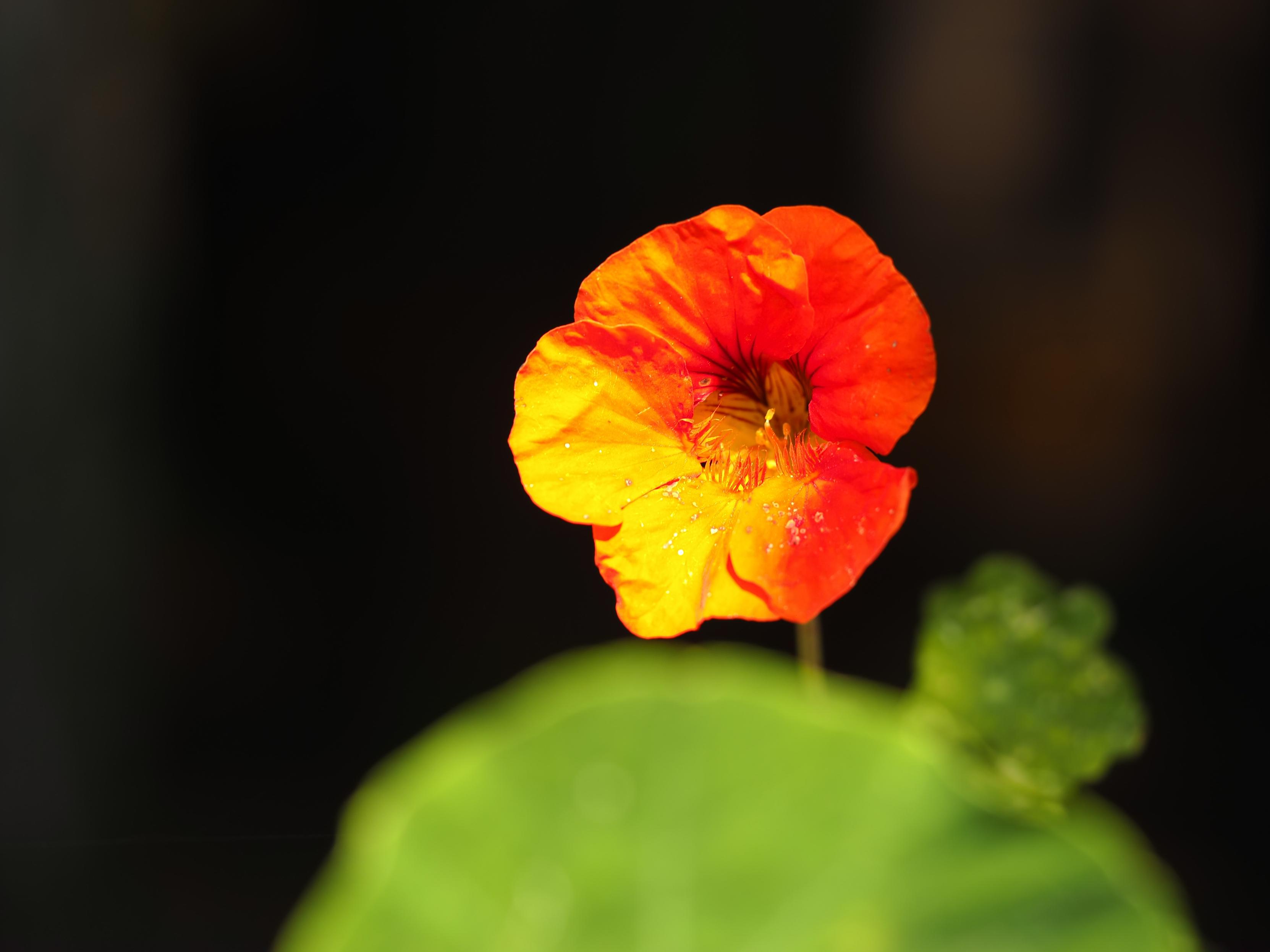 Nasturtium