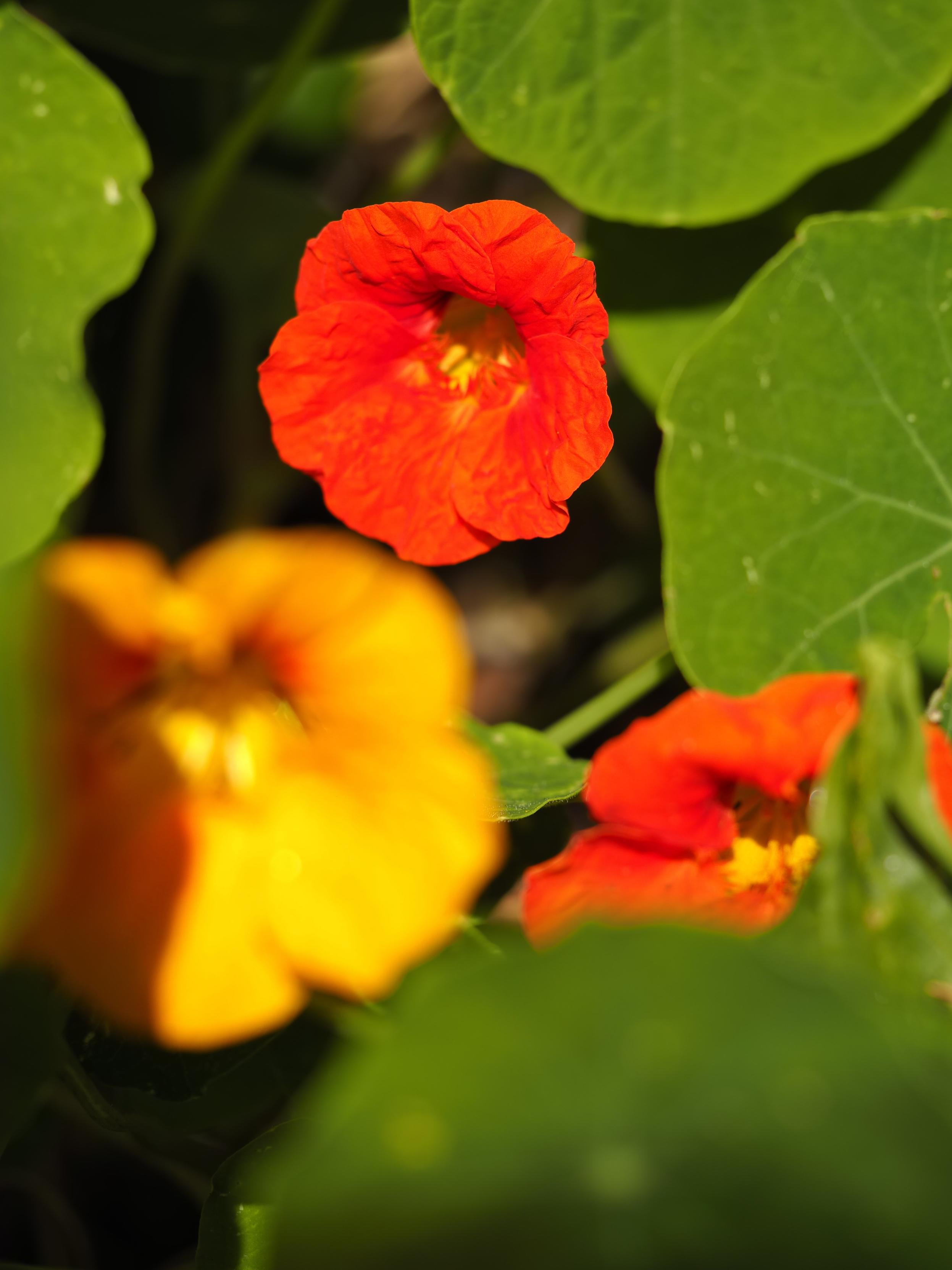 Nasturtium