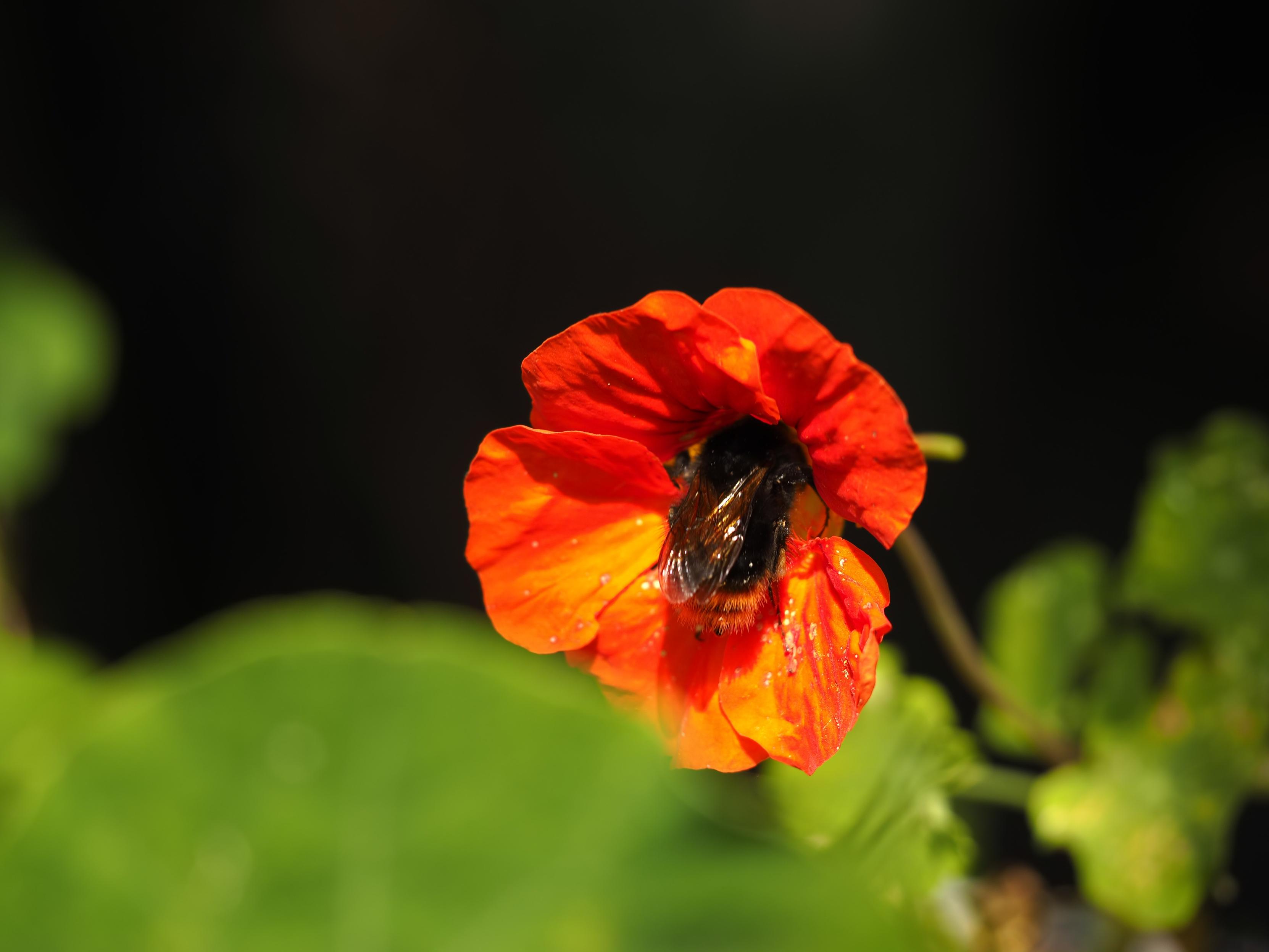 Nasturtium