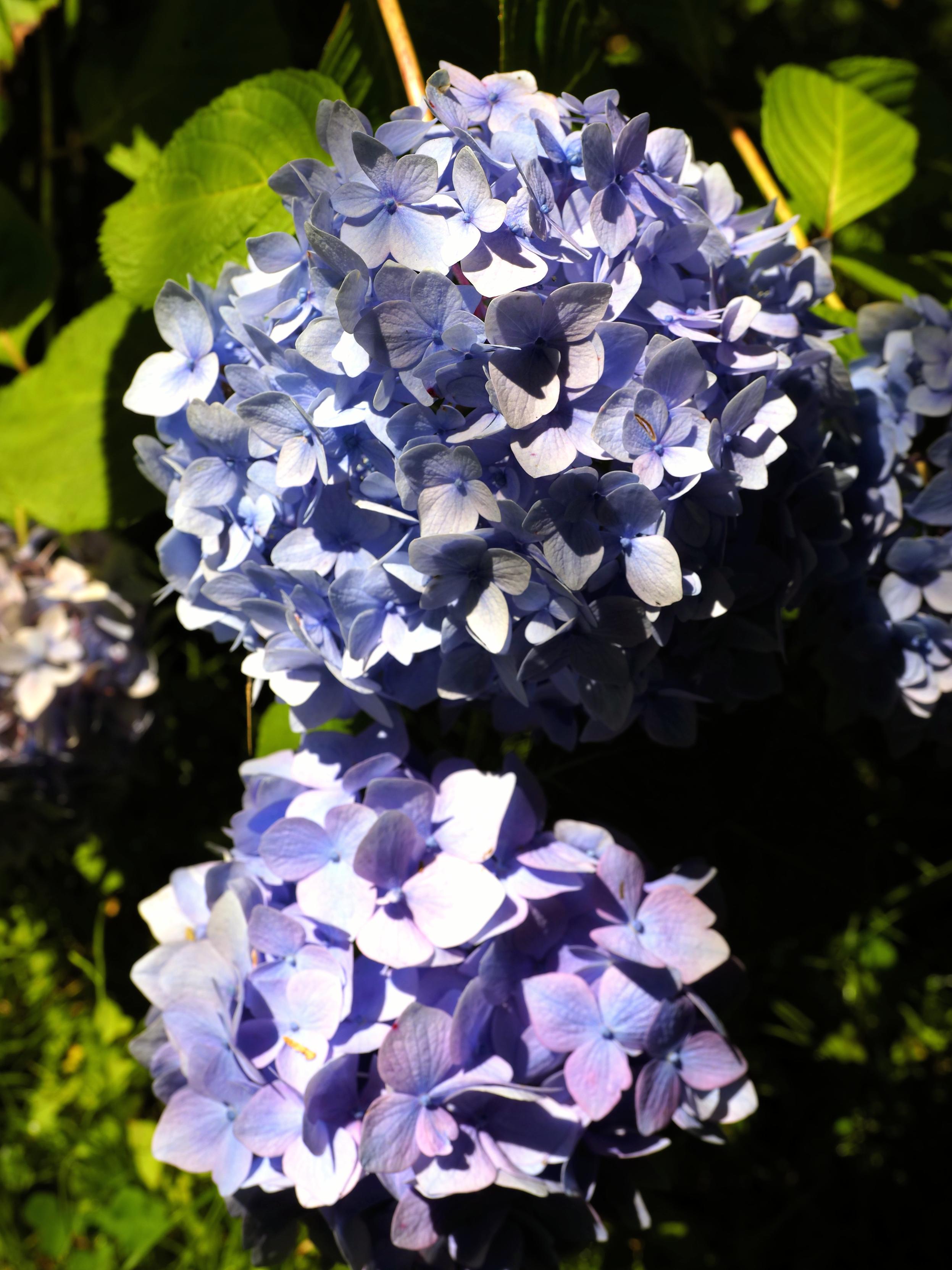 Hydrangea