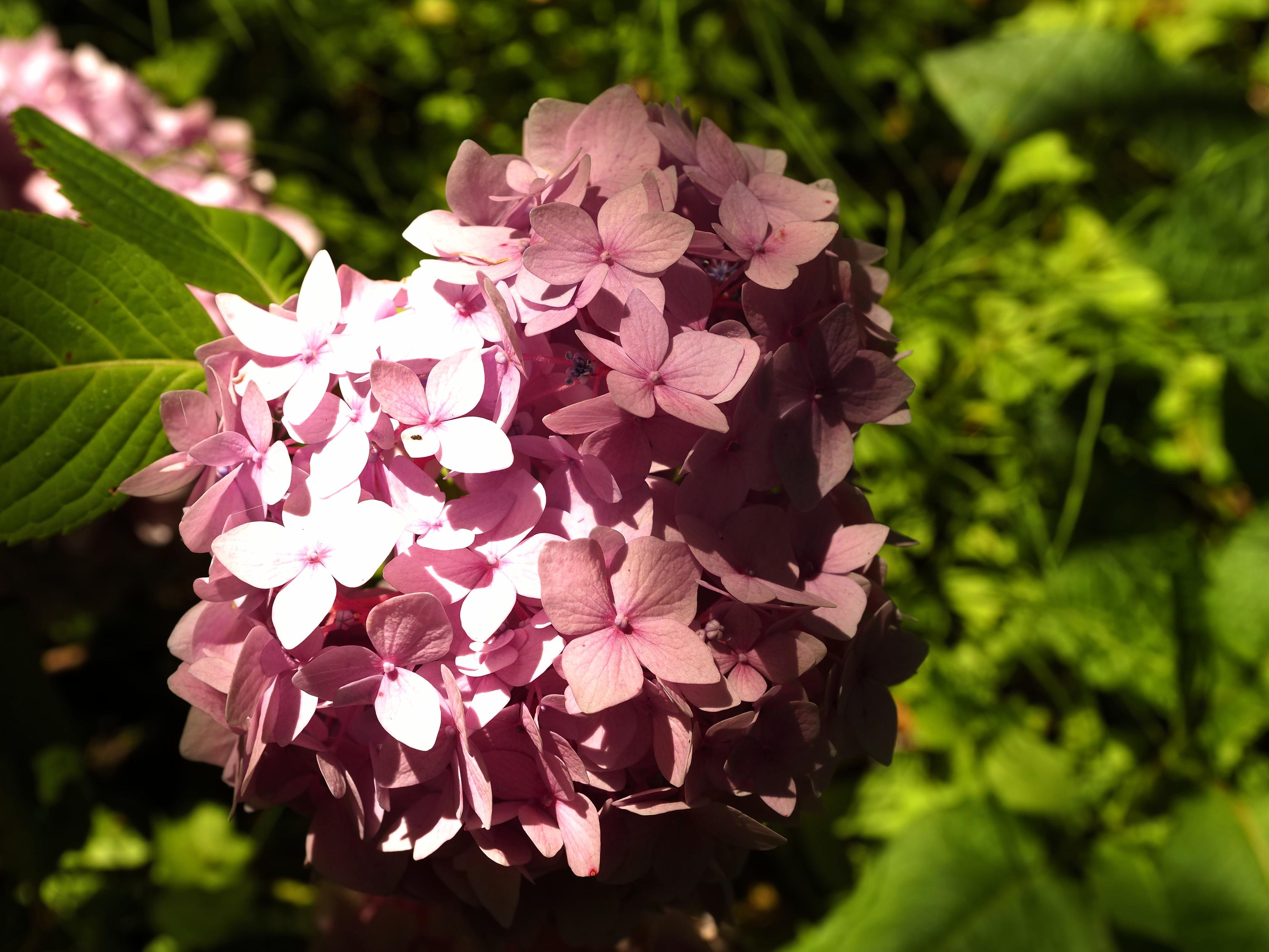 Hydrangea