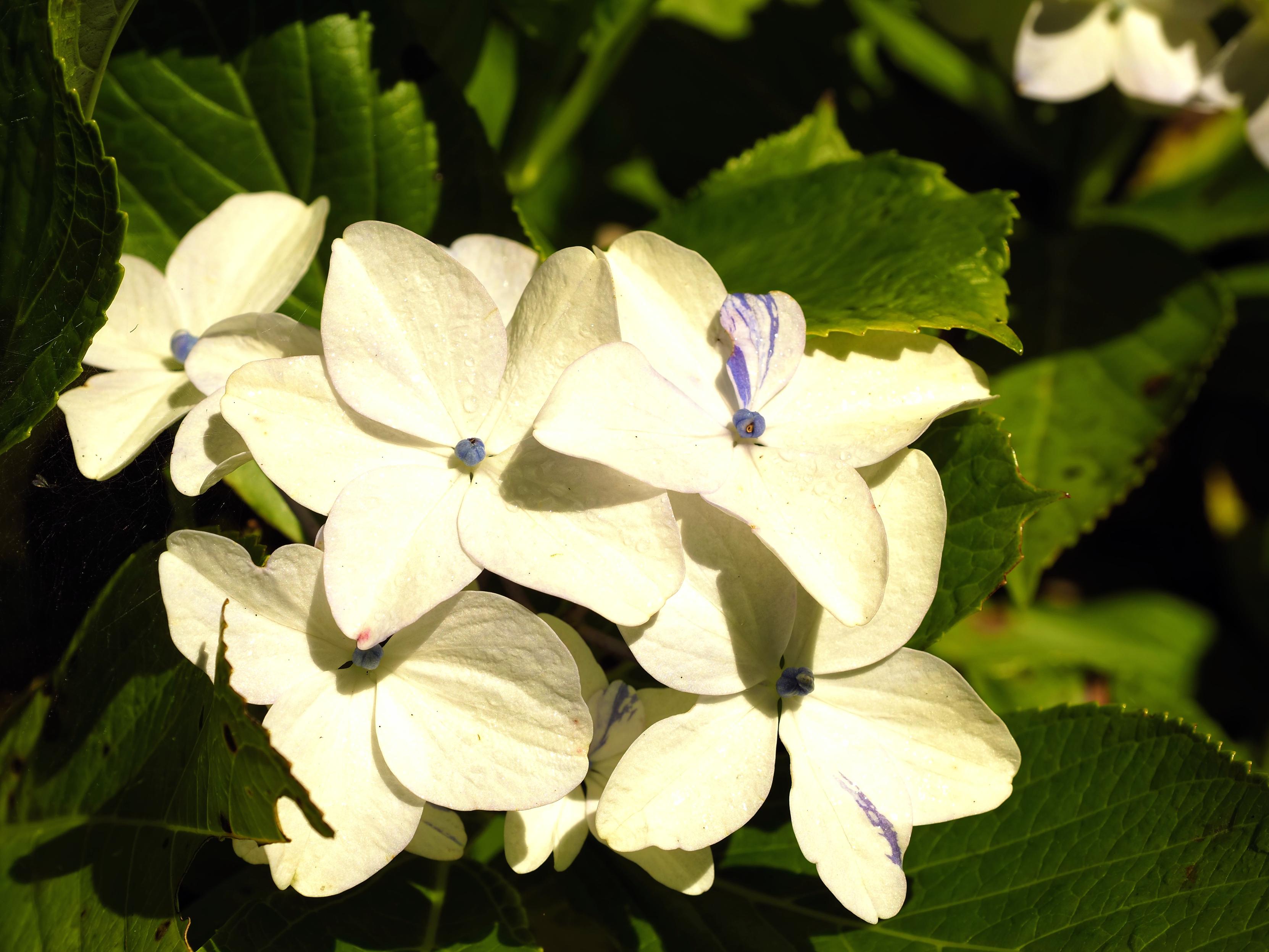 Hydrangea