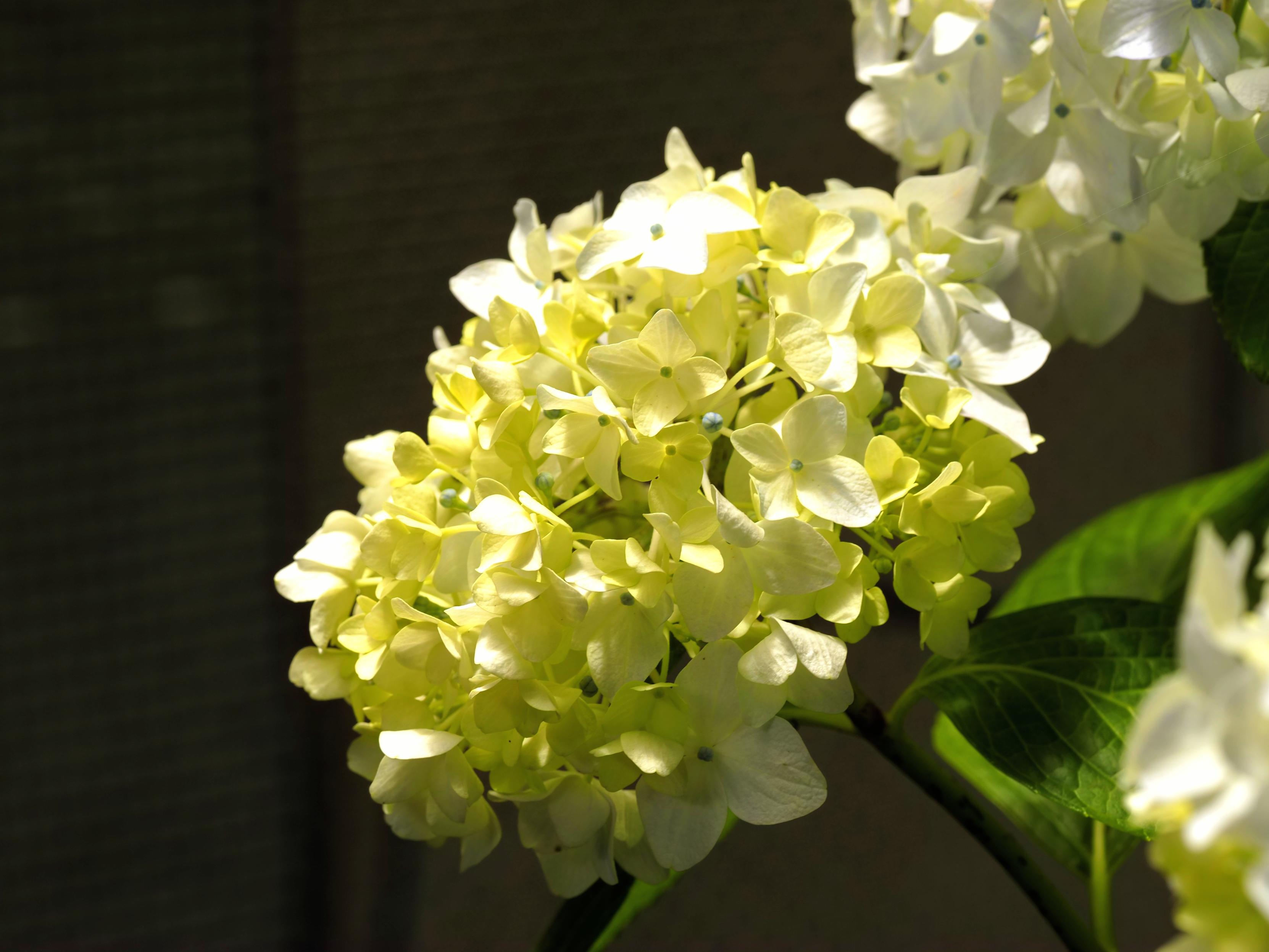 Hydrangea