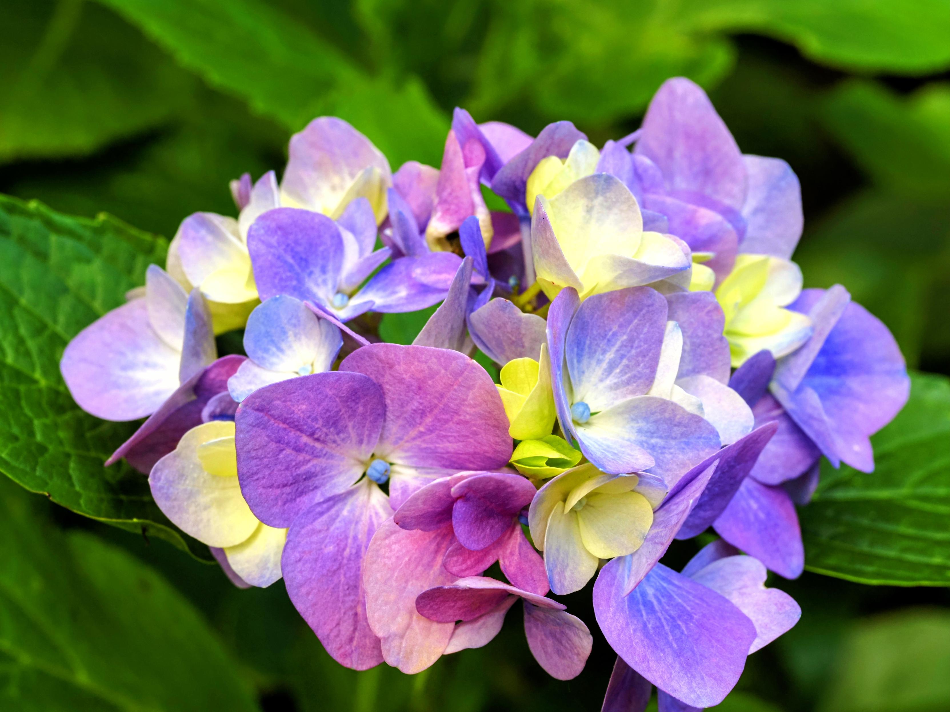 Hydrangea