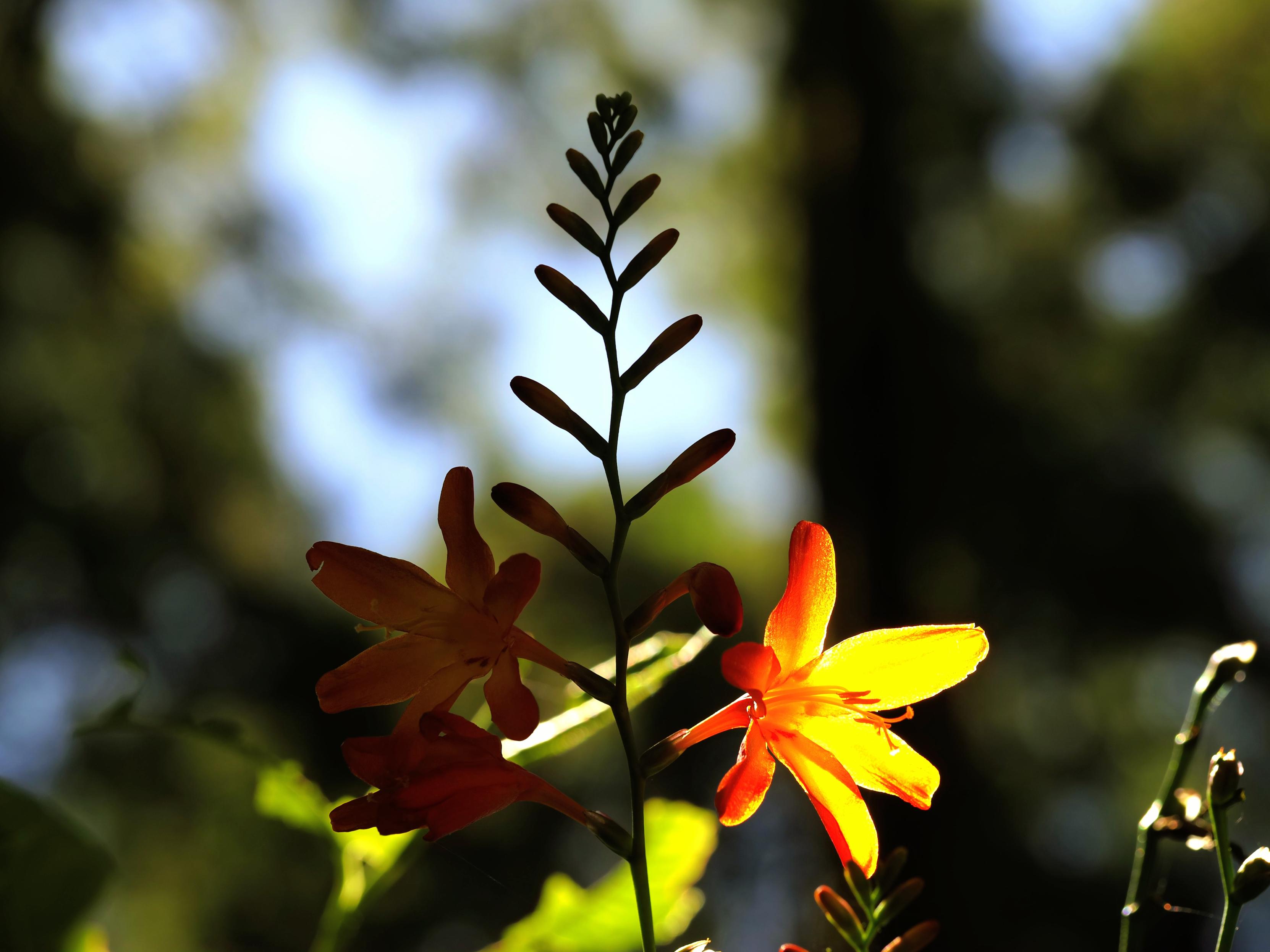 Crocus tritonia