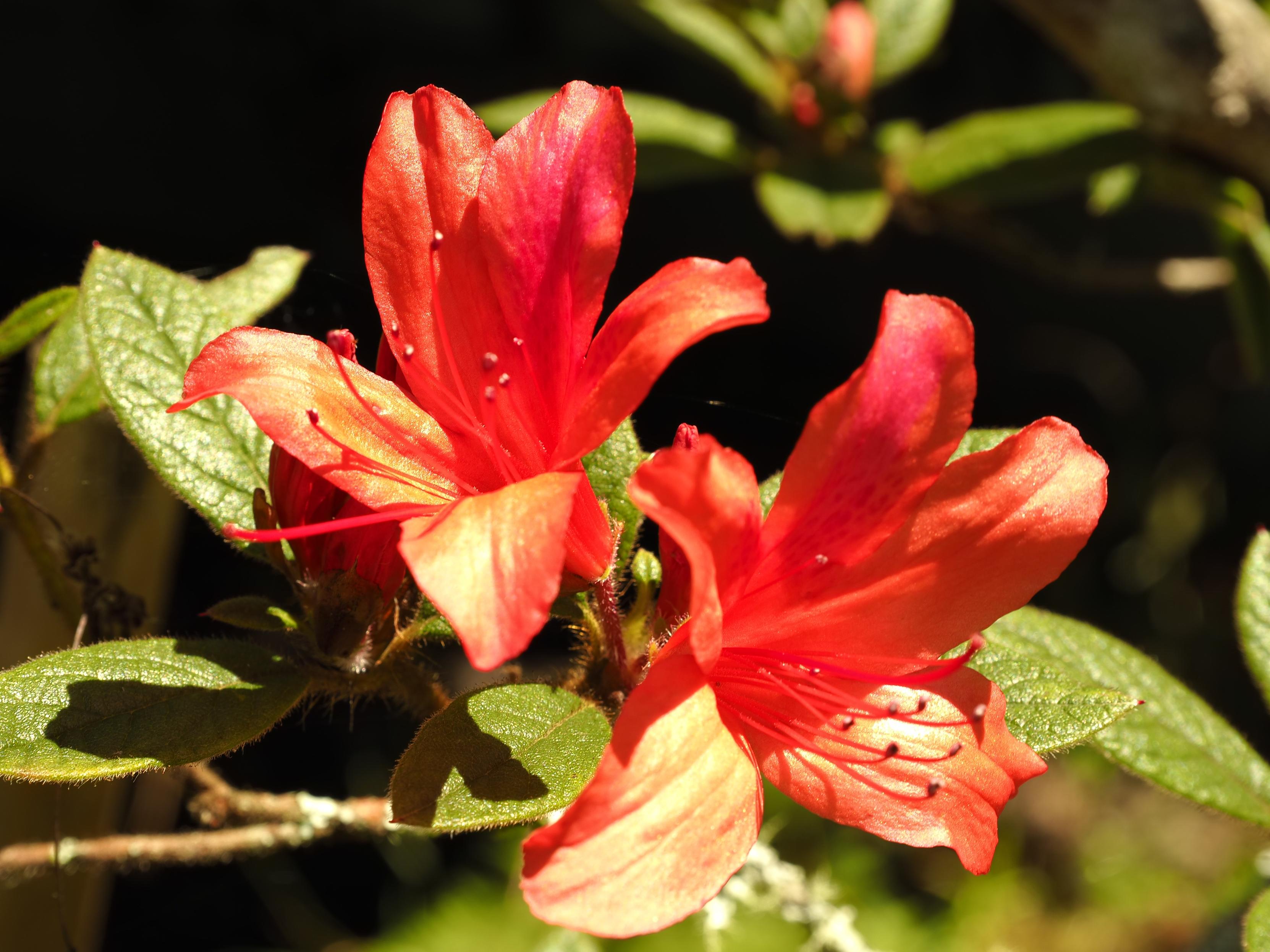 Rhododendron