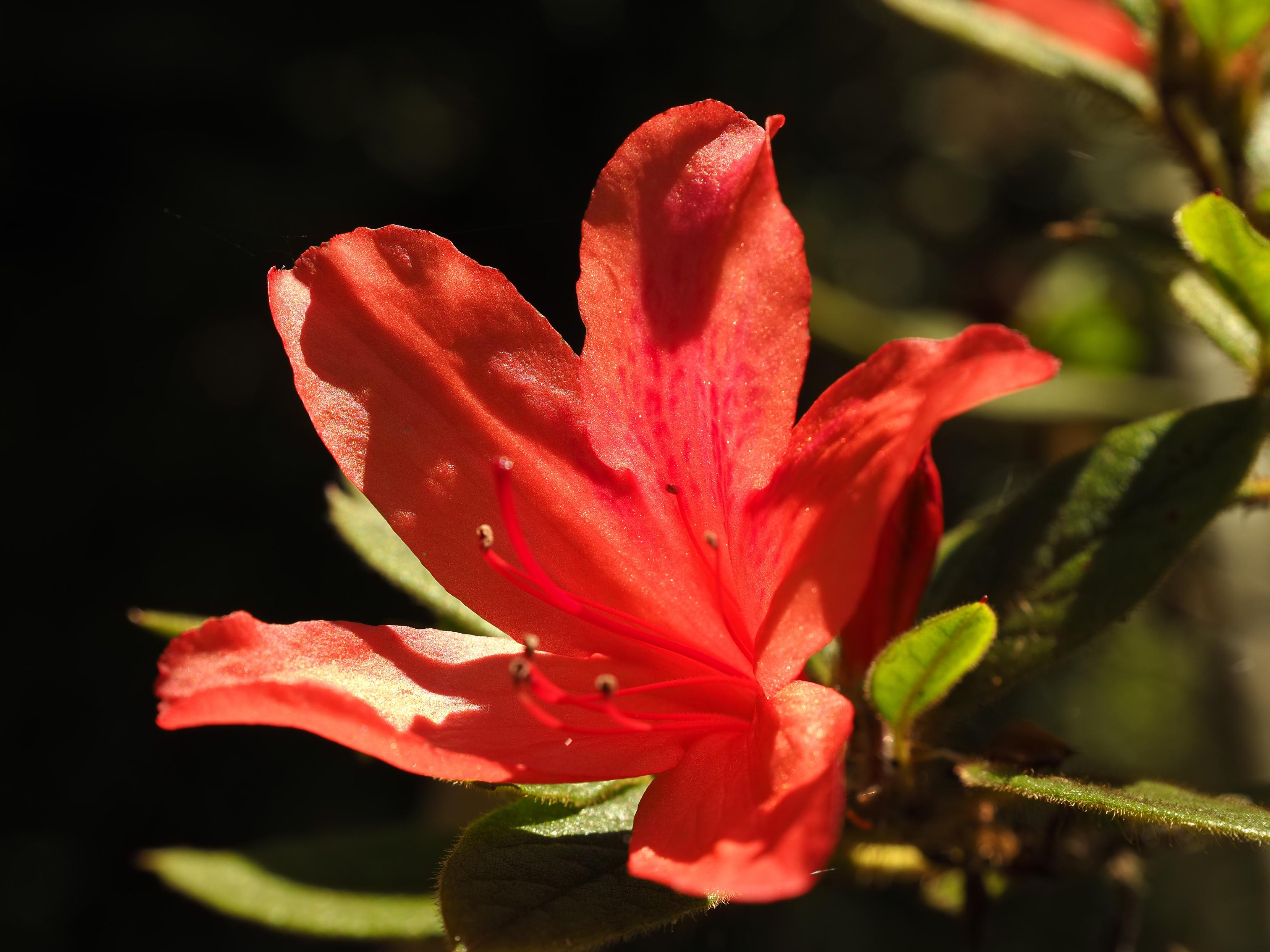 Rhododendron