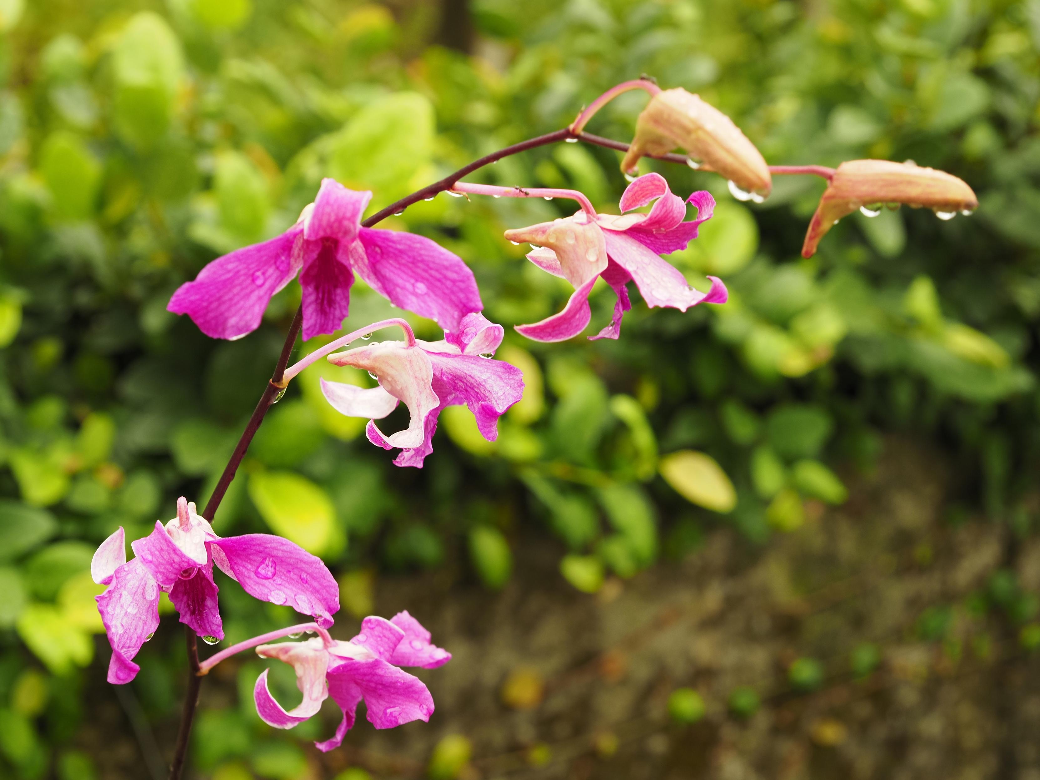 Dendrobium