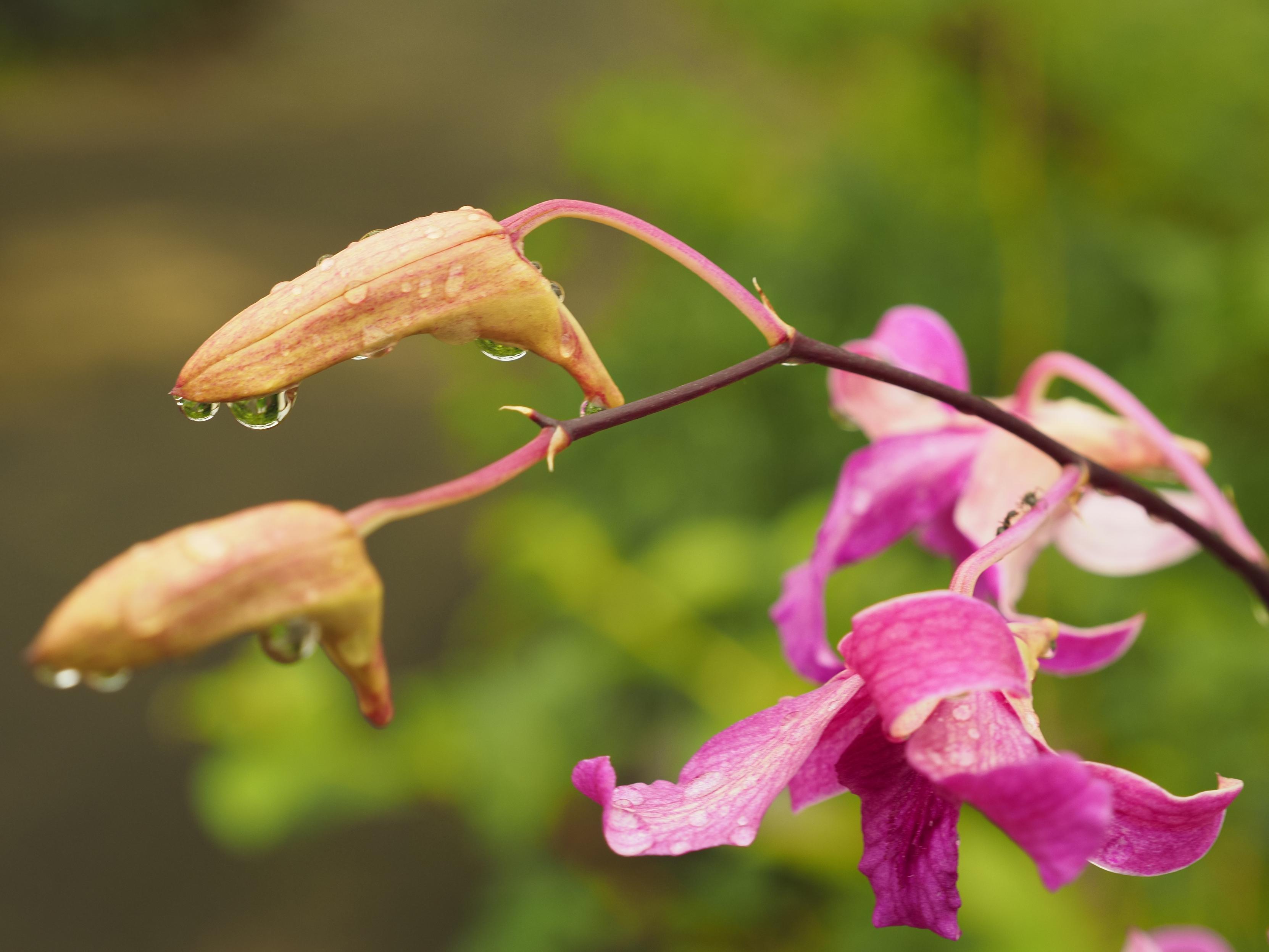 Dendrobium