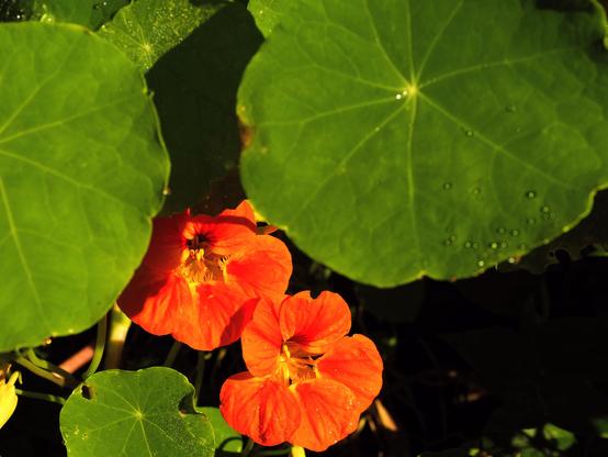Posted media